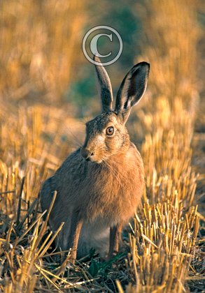 Brown Hare  DM1173